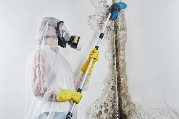 Best Black Mold Removal  in St Stephens, NC