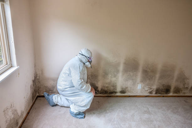 Best Professional Mold Removal  in St Stephens, NC